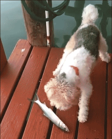 Funny Dog and Fish