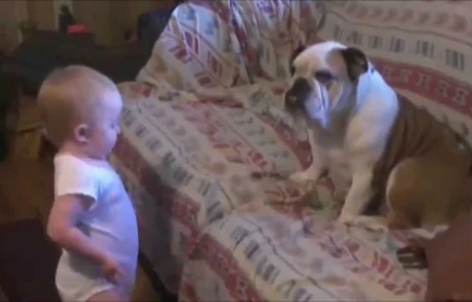 Funny Dog And Baby Talking