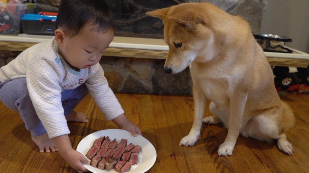 The baby feeds the dog