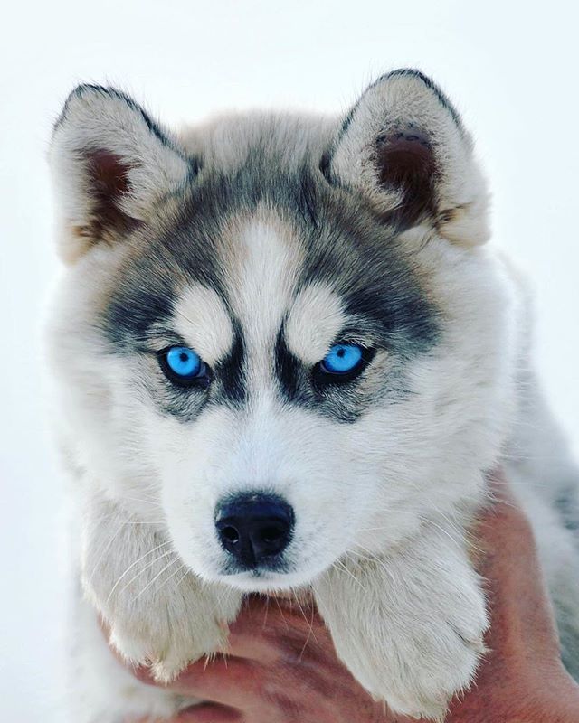 Siberian Husky Dog