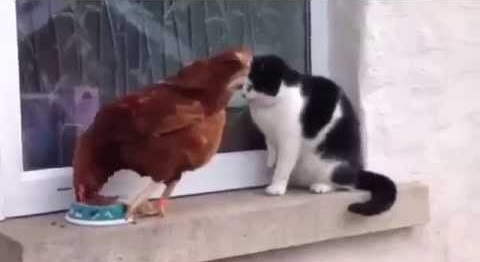 Cat and chicken