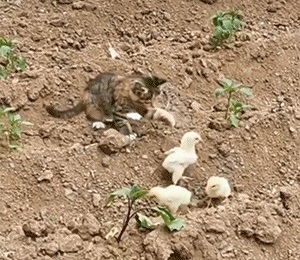 The Cat trying to fight with a little chicken