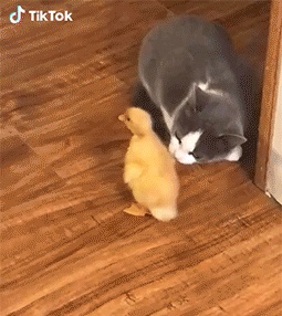 Cat vs chicken