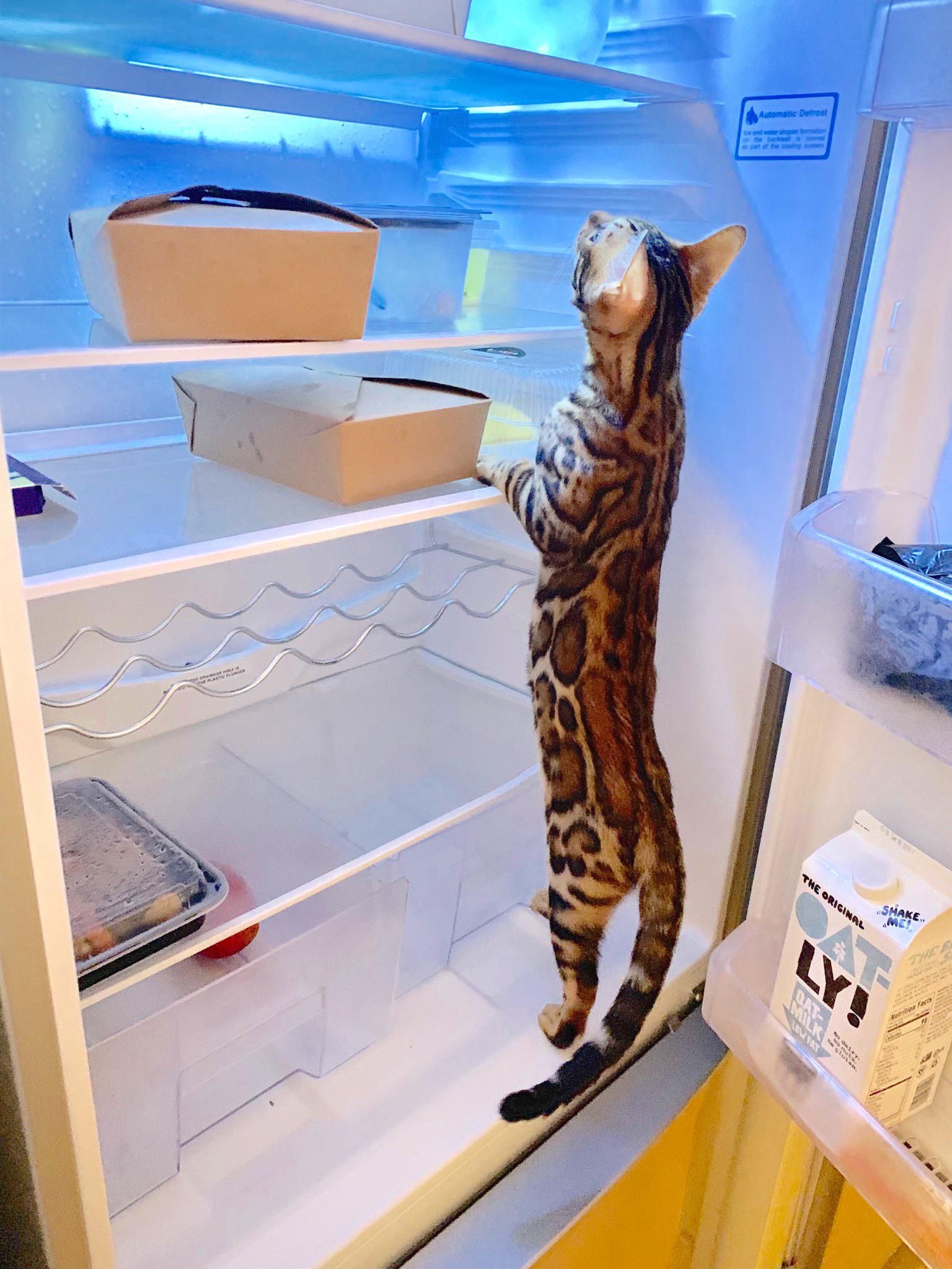 Cat is opening the door from fridge